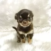 チワワ(ロング)