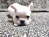 フレンチブルドッグ【佐賀県・男の子・2025年9月22日・ホワイト】の写真2