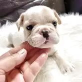 フレンチブルドッグ【佐賀県・男の子・2025年9月22日・ホワイト】の写真2