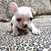 フレンチブルドッグ【佐賀県・女の子・2025年9月22日・ホワイト】の写真3