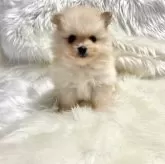 ポメラニアン【佐賀県・男の子・2025年9月17日・クリーム】の写真3