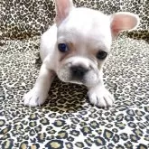 フレンチブルドッグ【佐賀県・男の子・2025年9月22日・ホワイト】の写真4