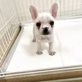 フレンチブルドッグ【佐賀県・女の子・2025年9月22日・ホワイト】の写真4