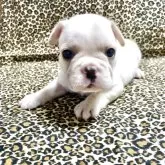 フレンチブルドッグ【佐賀県・男の子・2025年9月22日・ホワイト】の写真5