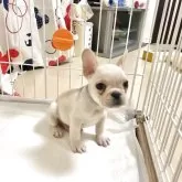 フレンチブルドッグ【佐賀県・男の子・2025年9月22日・ホワイト】の写真4