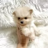 ポメラニアン【佐賀県・男の子・2025年9月17日・クリーム】の写真5