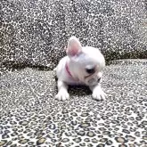 フレンチブルドッグ【佐賀県・女の子・2025年9月22日・ホワイト】の写真5