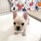 フレンチブルドッグ【佐賀県・女の子・2025年9月22日・ホワイト】の写真4
