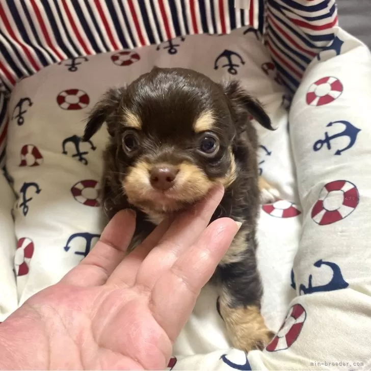 ID:2403-06973の子犬