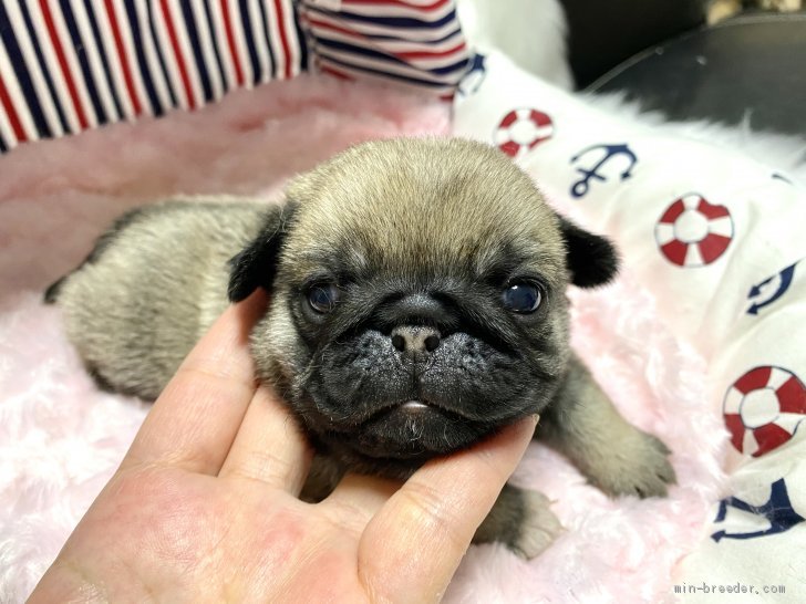 パグ 佐賀県 男の子 年12月25日 フォーン 可愛いお顔の男の子 みんなのブリーダー 子犬id 2101