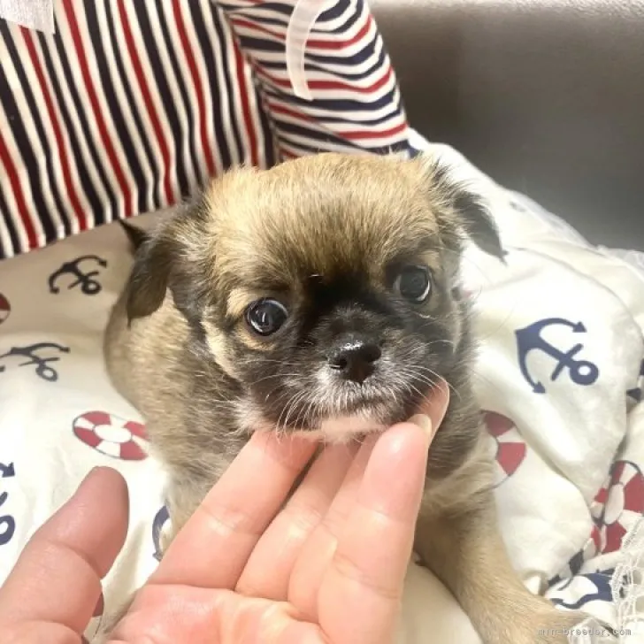 ID:2308-00591の子犬