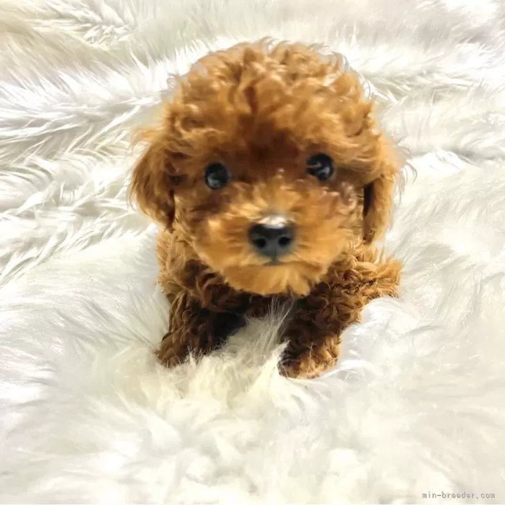 ID：2403-01783の子犬