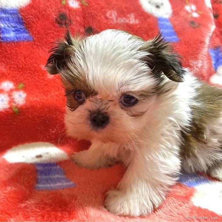 ID:2402-06967の子犬