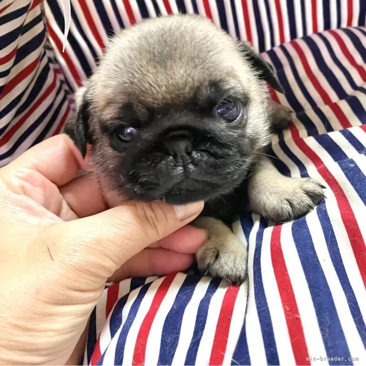 とも 様のお迎えした子犬