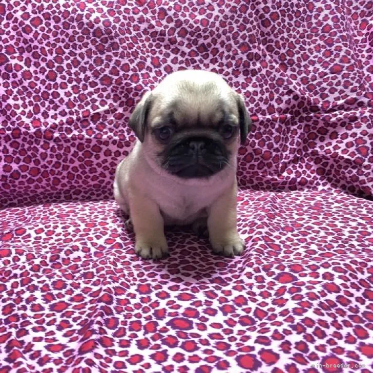 ID：2301-01187の子犬