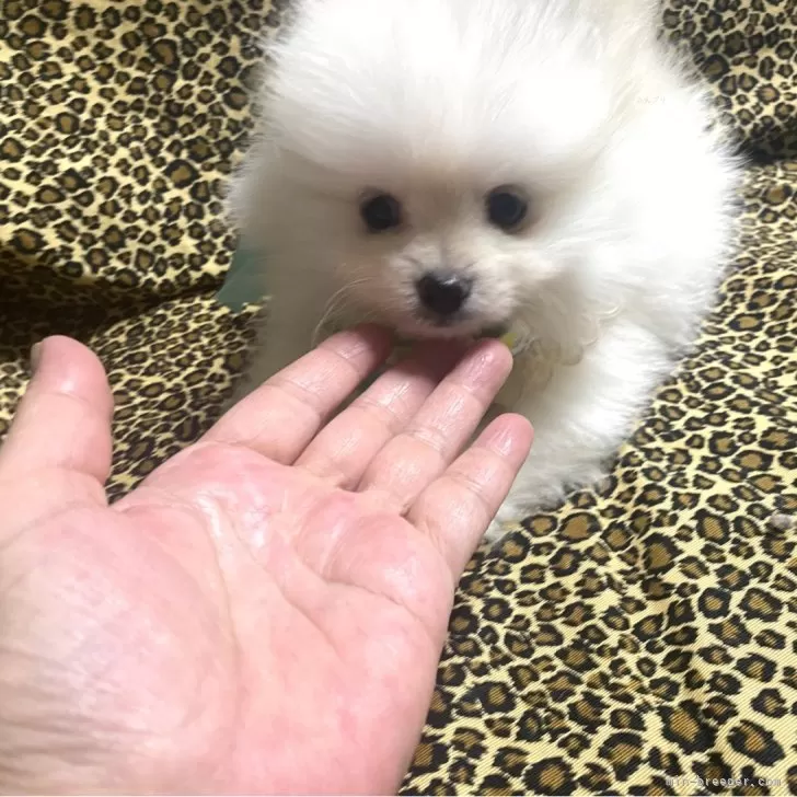 ID:2409-02665の子犬