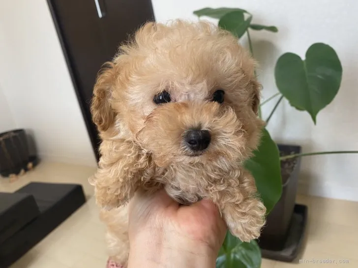 R_MAMA 様のお迎えした子犬