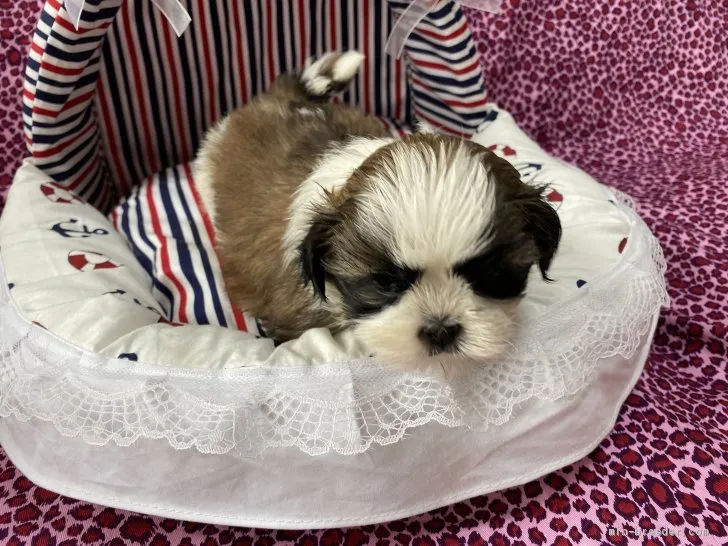 ID：2011-02371の子犬
