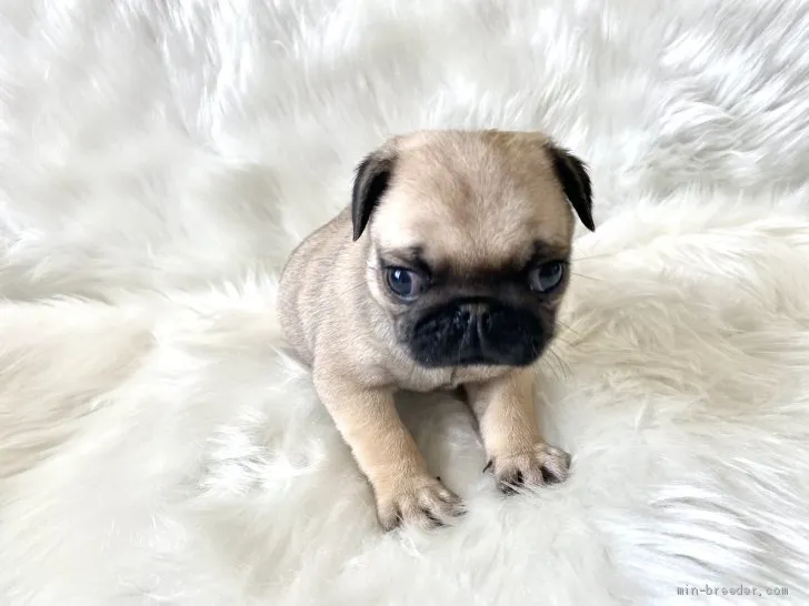 ID：2102-00704の子犬