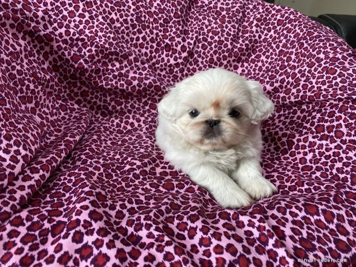 ID:2008-02052の子犬