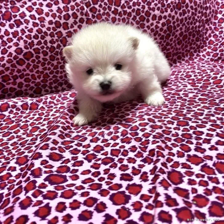 ID:2301-02666の子犬