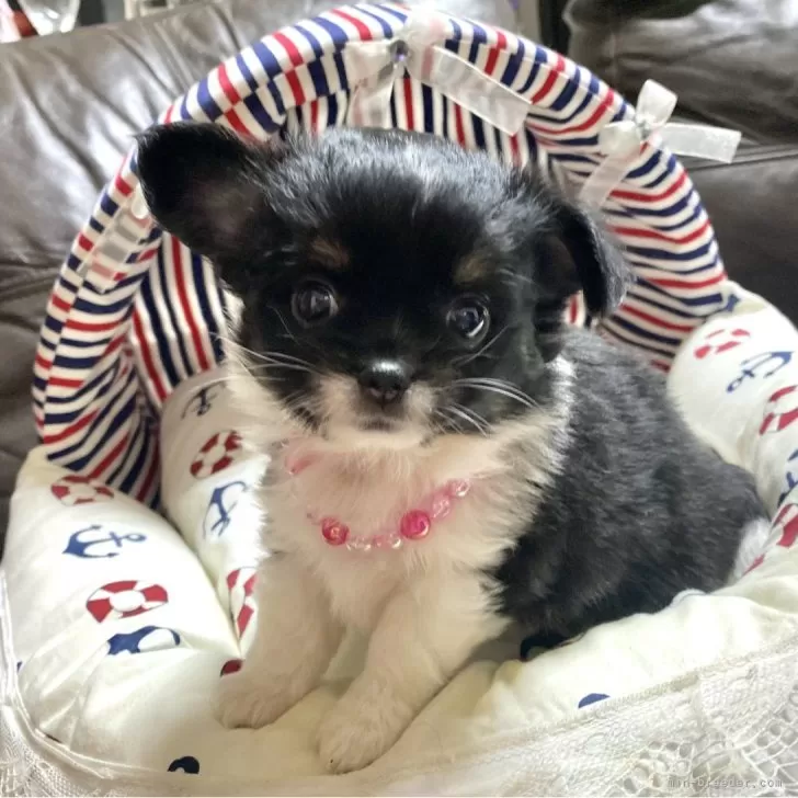 ID：2407-07130の子犬