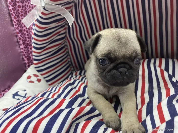 ごうちゃん 様のお迎えした子犬
