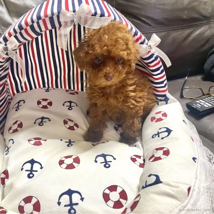 ID:2403-01808の子犬