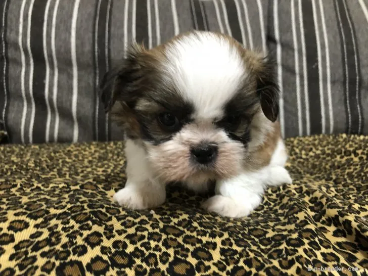 ID：1911-02211の子犬