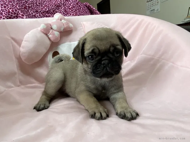 Y.F 様のお迎えした子犬