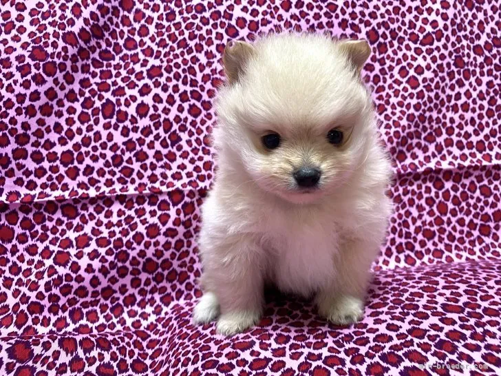 りむ 様のお迎えした子犬