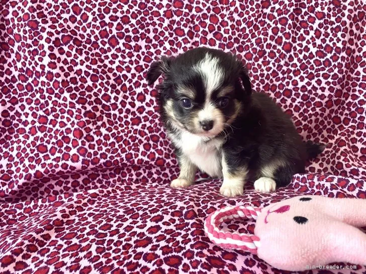 ID：2108-04292の子犬