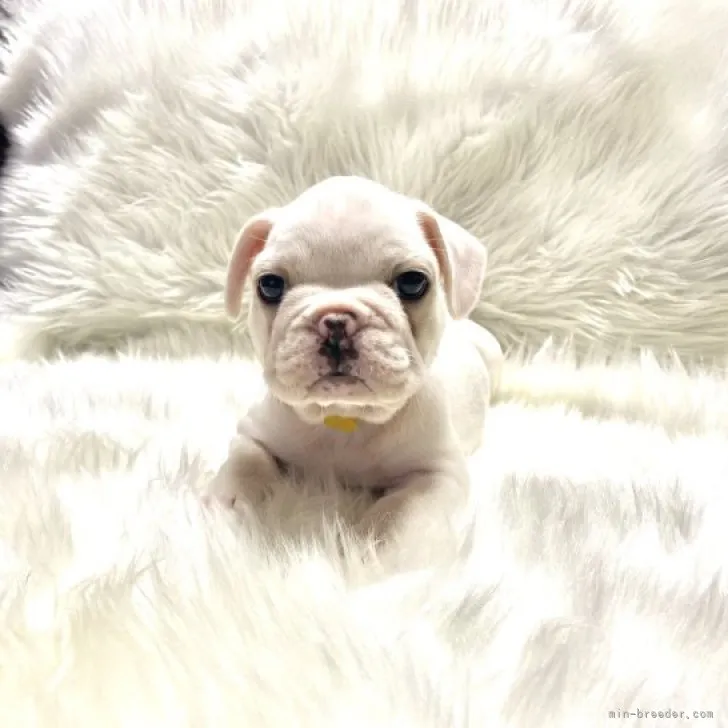 葉っぱさん 様のお迎えした子犬