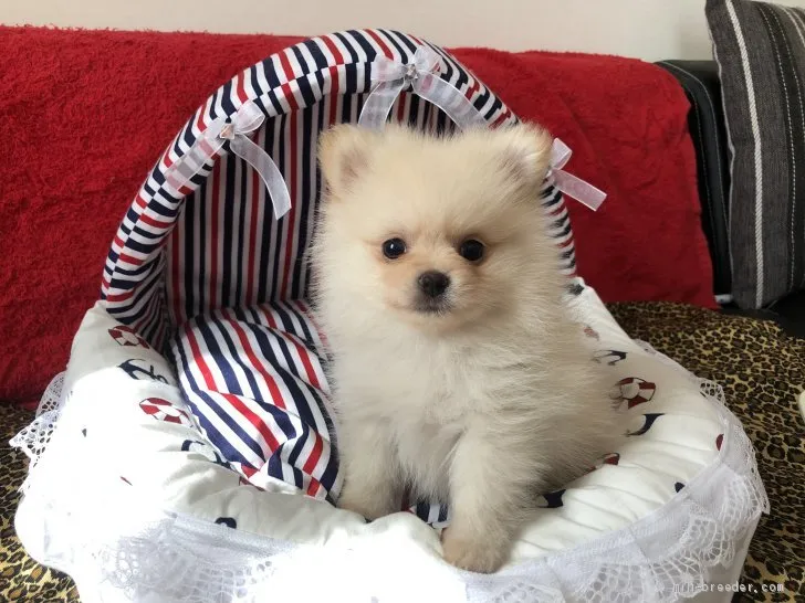 ID：1909-03333の子犬