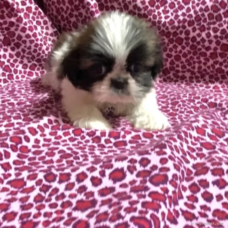 ID：2410-02975の子犬