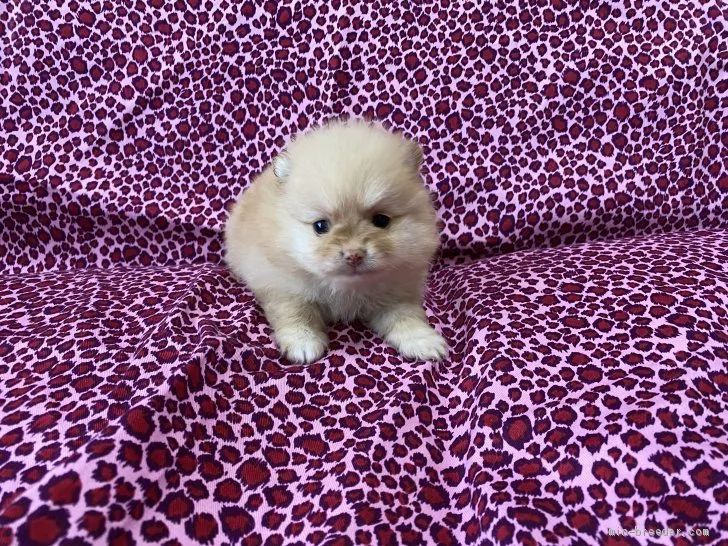 y 様のお迎えした子犬