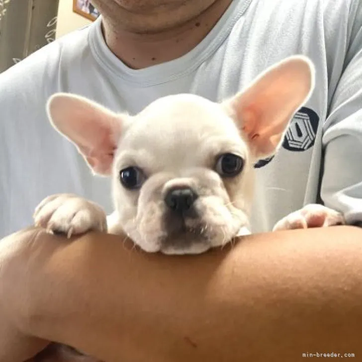 ID:2303-00202の子犬