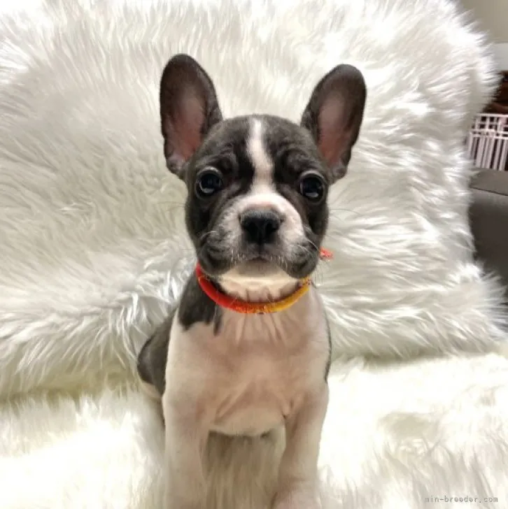 ID：2310-04277の子犬