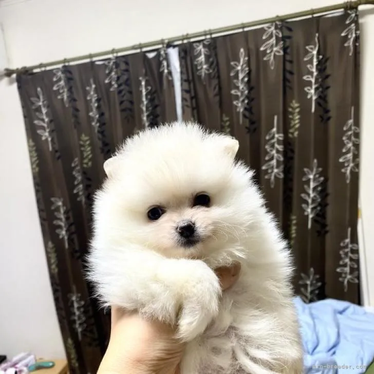 ID:2210-00002の子犬