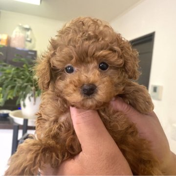 トイプードル(ティーカップ)【佐賀県・女の子・2023年11月28日・レッド】の写真「優良血統の小さいお姫様😻」