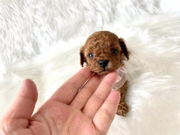 トイプードル(ティーカップ)【佐賀県・女の子・2020年12月12日・レッド】の写真「小さくて可愛いお姫様❤️」