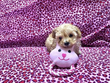 トイプードル(ティーカップ)【佐賀県・男の子・2022年3月1日・アプリコット】の写真「🧸テディーベアみたいに可愛い男の子😻」