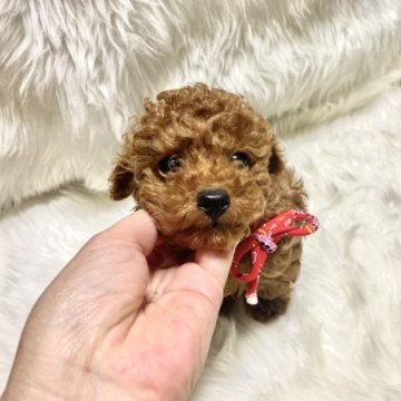 トイプードル(ティーカップ)【佐賀県・男の子・2023年8月7日・レッド】の写真「ドワーフタイプの男の子😻」