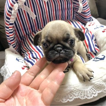 パグ【佐賀県・女の子・2024年8月10日・フォーン】の写真「優良血統の小さい女の子😻」