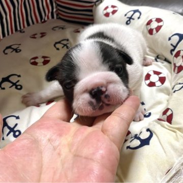 フレンチブルドッグ【佐賀県・男の子・2024年6月14日・パイド】の写真「イケメン君」