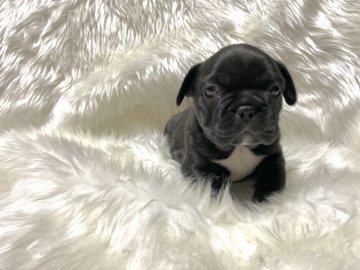 フレンチブルドッグ【佐賀県・女の子・2021年10月27日・ブリンドル】の写真「大人しい女の子💕」