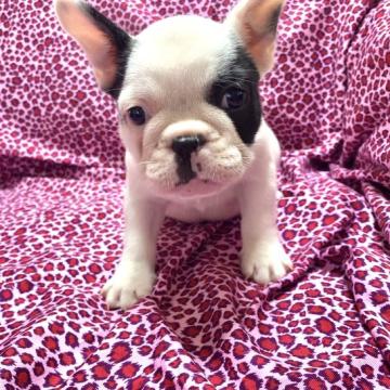 フレンチブルドッグ【佐賀県・男の子・2022年6月20日・パイド】の写真「愛嬌があって可愛い男の子😻」