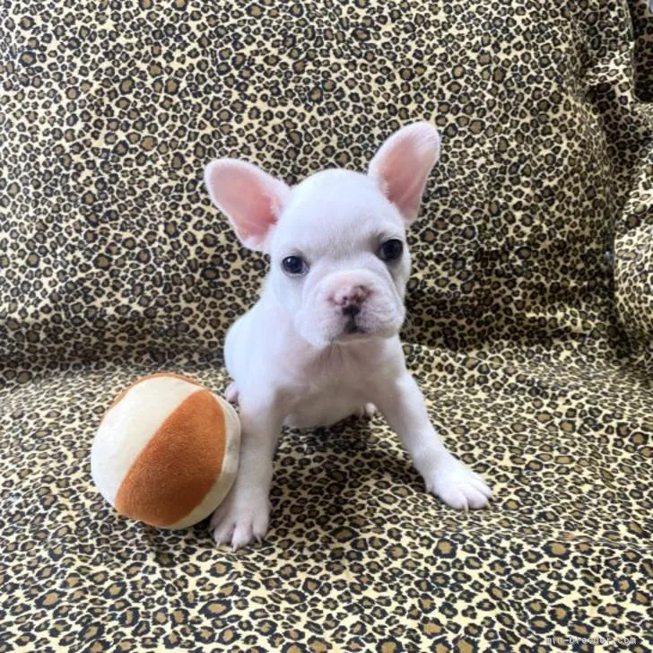 ID：2205-01469の子犬