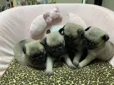 パグ【佐賀県・男の子・2020年4月18日・フォーン】の写真5