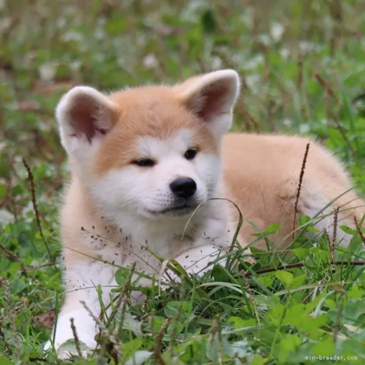 T.M 様のお迎えした子犬